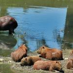 Festival Sensacional tranquiliza público sobre risco de contaminação da febre maculosa; confira cuidados