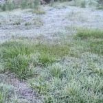 Município no Sul de Minas registra geada fora de época