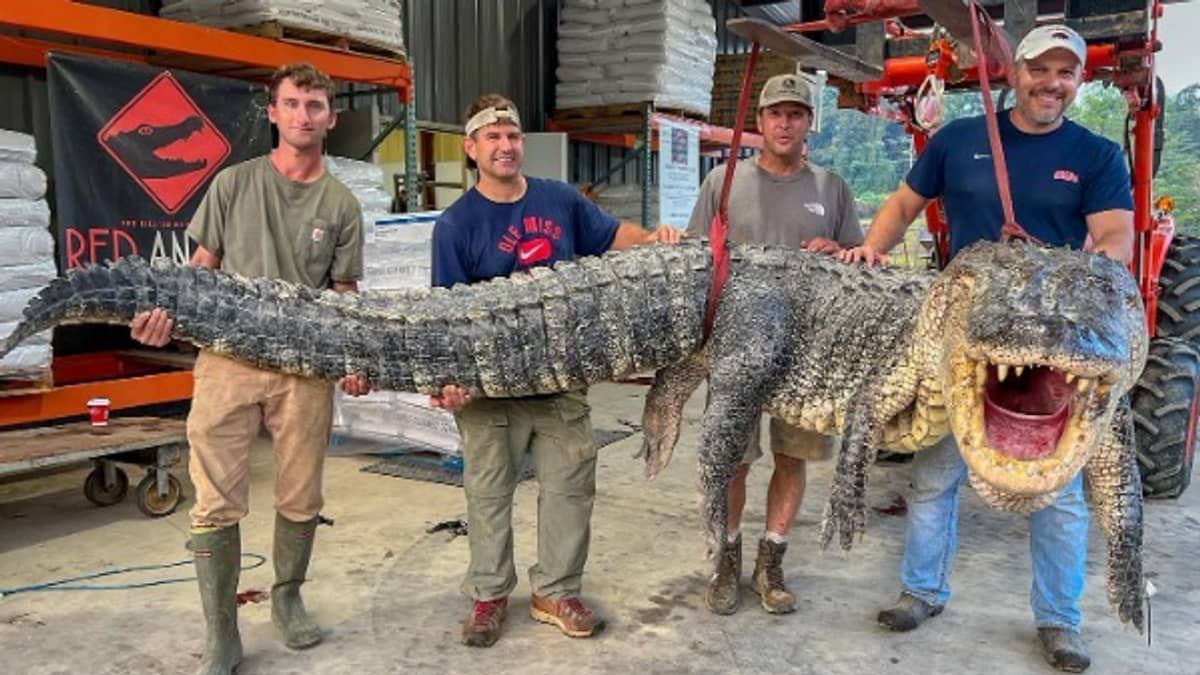 Jacaré de quase duas toneladas é capturado por caçadores nos Estados Unidos