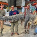 Jacaré de quase duas toneladas é capturado por caçadores nos Estados Unidos