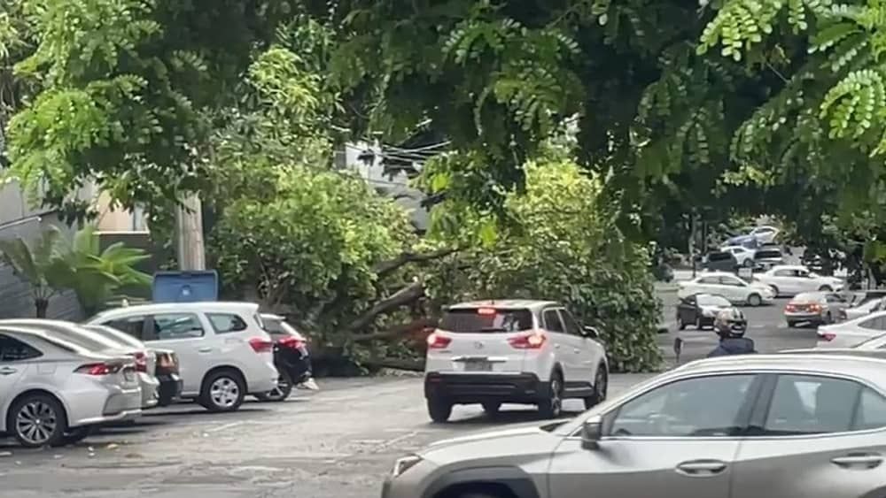Vídeo: árvore de grande porte cai na Savassi