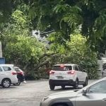 Vídeo: árvore de grande porte cai na Savassi