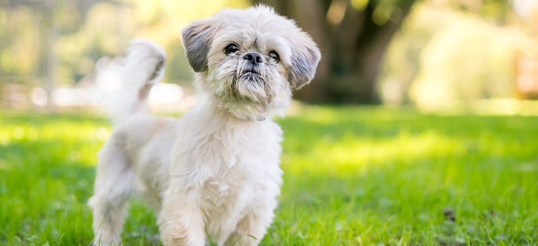 Como é ter um Shih Tzu? Conheça cuidados necessários com saúde e higiene