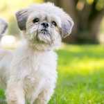 Como é ter um Shih Tzu? Conheça cuidados necessários com saúde e higiene