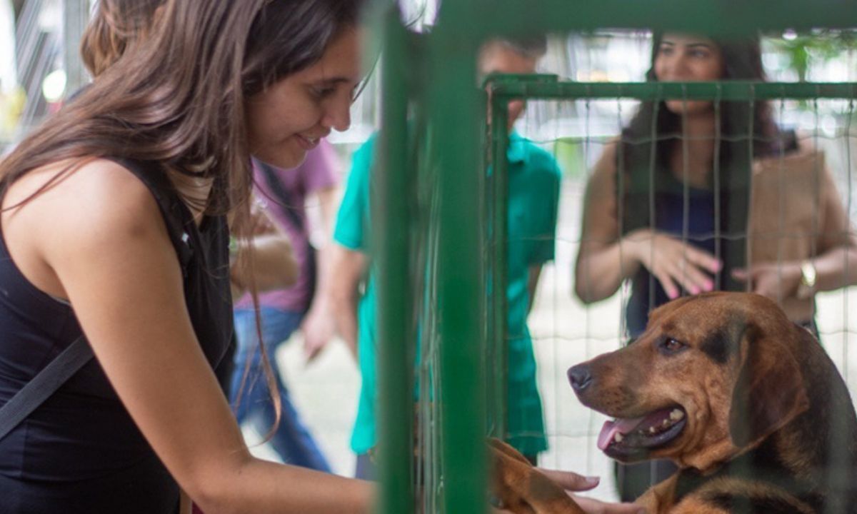 Juiz de Fora tem feira de adoção e vacinação antirrábica neste fim de semana