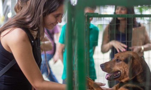 adoção responsável juiz de fora - Prefeitura Divulgação