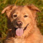 Como proteger cães e gatos dos riscos do Carnaval