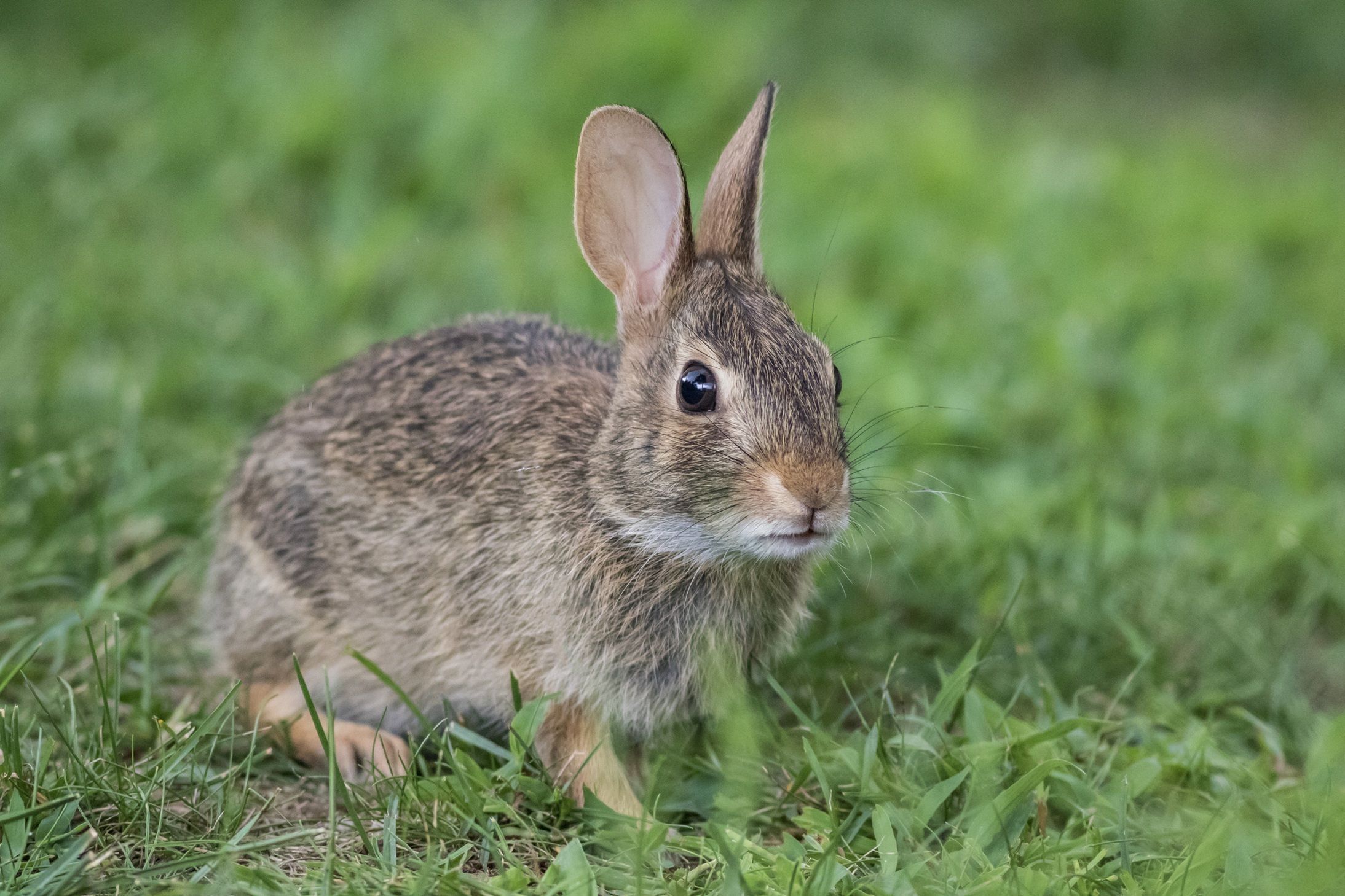 Cenoura não deve ser a base da dieta dos coelhos; saiba o que oferecer ao pet