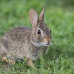 Cenoura não deve ser a base da dieta dos coelhos; saiba o que oferecer ao pet