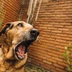 Saiba como agir em ataques de cães; ideal é manter postura firme e evitar confronto direto