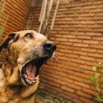 Saiba como agir em ataques de cães; ideal é manter postura firme e evitar confronto direto