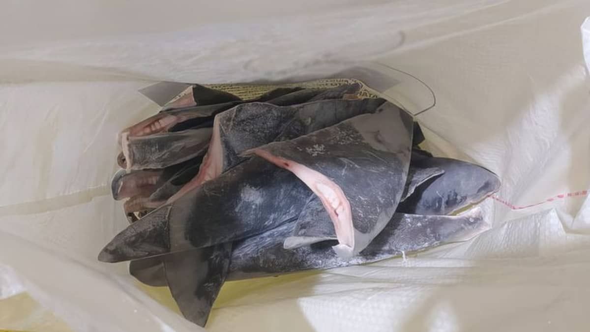 Ibama apreende quase 29 toneladas de barbatanas de tubarão que seriam exportadas