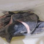 Ibama apreende quase 29 toneladas de barbatanas de tubarão que seriam exportadas