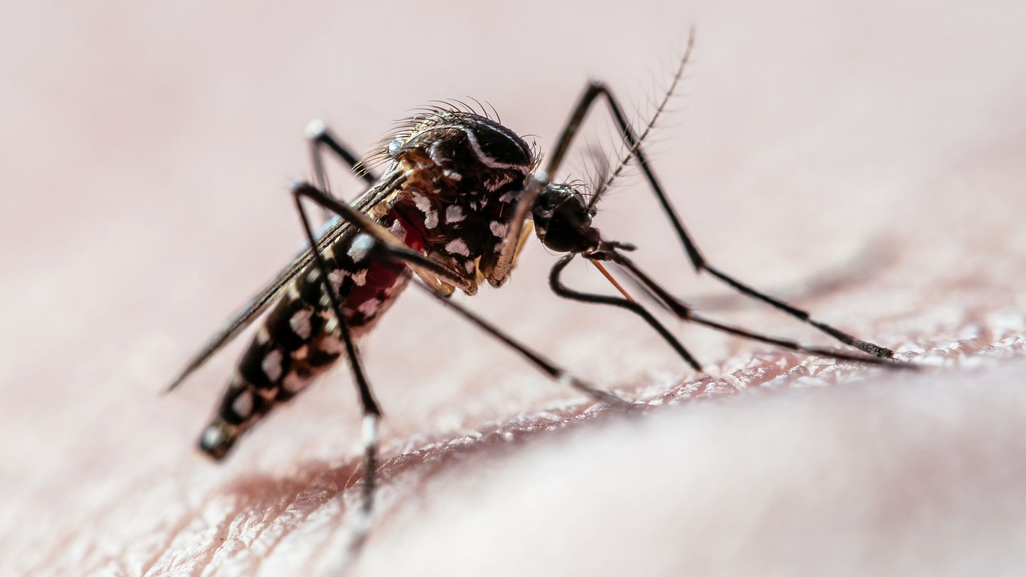 Mariana mantém ações de prevenção à dengue durante o inverno e alerta para riscos de proliferação do Aedes aegypti