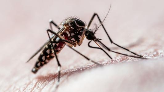 “Armadilha“ é usada para atrair mosquito da dengue em MG; entenda | CNN Brasil