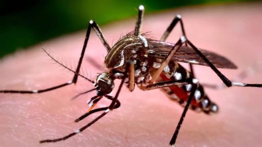Aedes aegypti transmite Dengue e Chikungunya