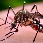 Governo de Minas corrige painel e mantém uma morte por dengue em 2024