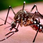 Casos de Dengue em BH crescem 663% em 2023; descubra os sintomas