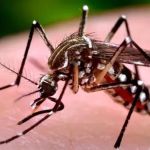 Cidade da região metropolitana de BH decreta emergência de saúde pública por casos de dengue