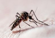 Minas Gerais registra mais de 8 mil casos confirmados de dengue em 2026