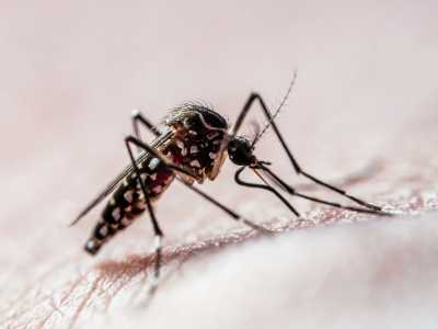 Brasil ultrapassa 1,2 milhão de casos de dengue | CNN Brasil