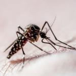 Dia D de combate ao Aedes aegypti será realizado neste sábado (1º) em Montes Claros