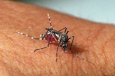 Além da dengue o mosquito aedes aegypti transmite outras doenças