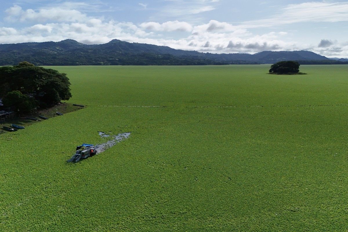 Emergência ambiental: planta aquática flutuante cobre lago em El Salvador