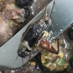 Agentes e presos denunciam comida estragada com barata e moscas em Minas