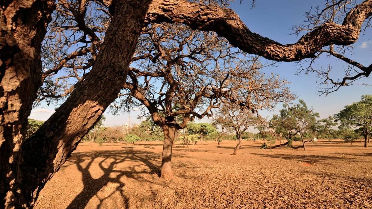 Agricultoras de comunidades tradicionais se unem em defesa do Cerrado