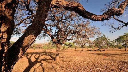 Agricultoras de comunidades tradicionais se unem em defesa do Cerrado