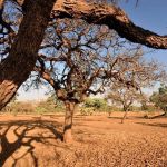 Agricultoras de comunidades tradicionais se unem em defesa do Cerrado