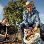 Agricultores familiares lançam castanha de baru orgânica; saiba o que é e como preparar