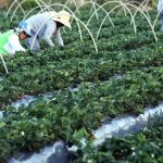 Plataforma do Desenrola será usada para renegociação de dívidas de agricultores familiares