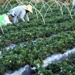 Plataforma do Desenrola será usada para renegociação de dívidas de agricultores familiares