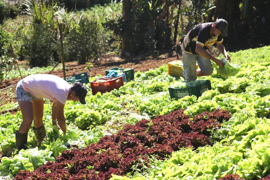 Escola técnica oferece formação gratuita em agropecuária no interior de SP