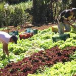 Pnae fortalece agricultura familiar no Campo das Vertentes, em Minas; entenda programa