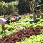 Escola técnica oferece formação gratuita em agropecuária no interior de SP