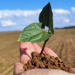 Agricultura regenerativa é ‘filha’ da orgânica. Saiba por que