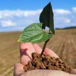 Agricultura regenerativa é ‘filha’ da orgânica. Saiba por que