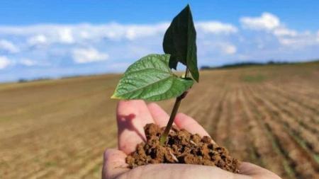 Agricultura regenerativa aperfeiçoou e ampliou as recomendações da agricultura orgãnica