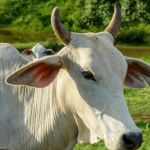 Valdir Barbosa | Boi dispara atrás do ovo com os maiores preços do ano