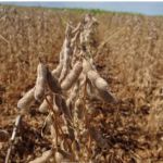 Agro Brasil 2024, compromisso com o mundo
