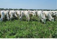 Agropecuária recua 1,5% em janeiro, aponta prévia do PIB do Banco Central