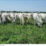 Valdir Barbosa | Carne vai subindo e previsões apontam disparada em 2026