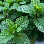 Inscrições abertas para formação em Agroecologia Biodinâmica em Juiz de Fora