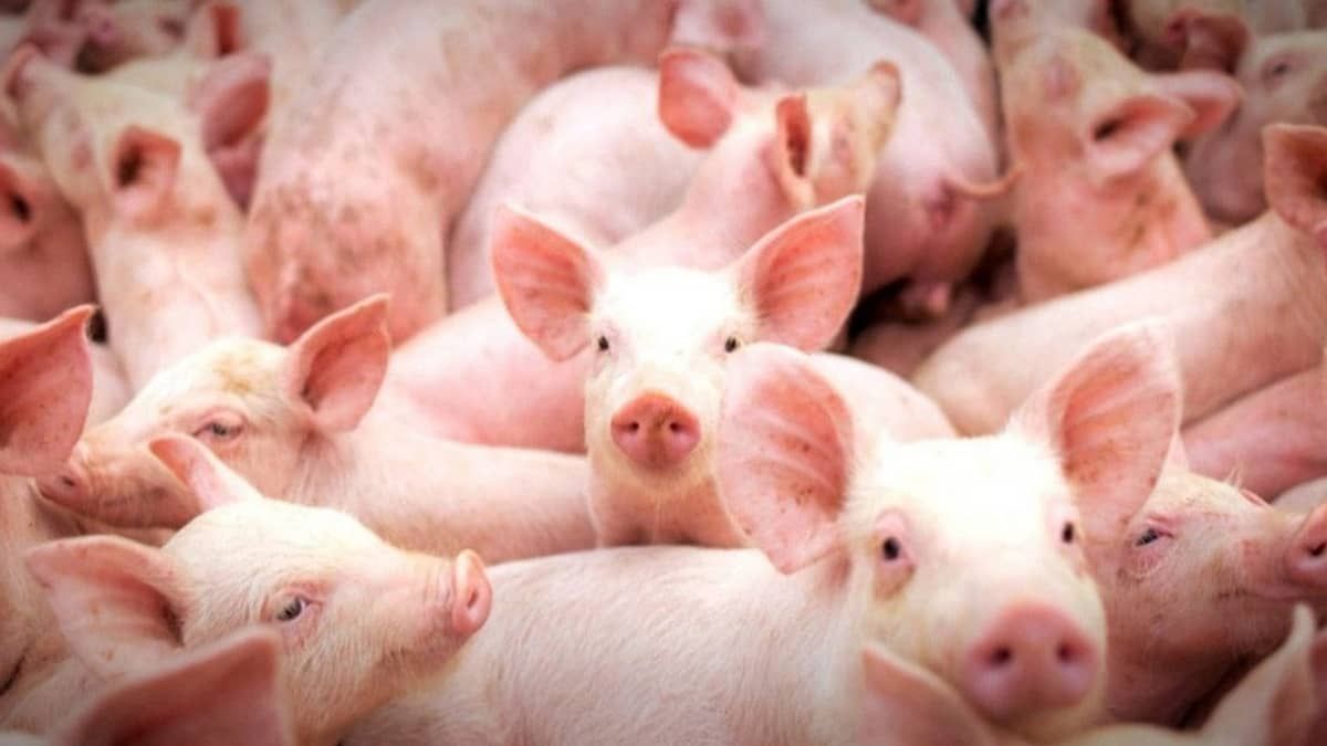 Suinocultores buscam superação e preveem recorde nas exportações