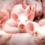 Suinocultores buscam superação e preveem recorde nas exportações