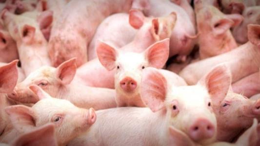 Agroindústrias suinícolas de todo o país vivenciaram um período de intensos desafios ao longo dos últimos três anos