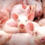 Suinocultores buscam superação e preveem recorde nas exportações